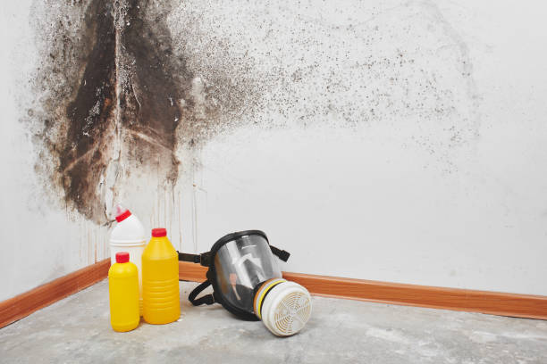 Best Health and Safety Mold Remediation in Hoopa, CA