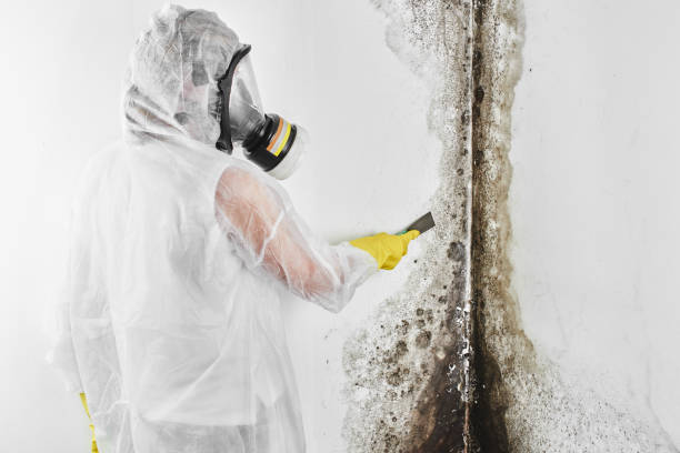 Best Mold Remediation for Schools in Hoopa, CA