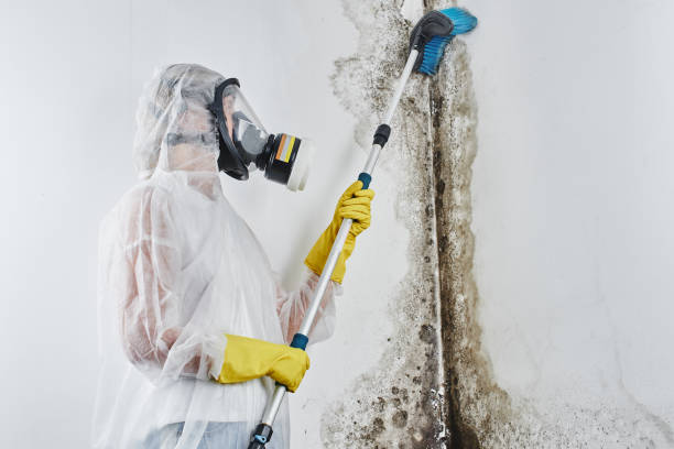 Best HVAC Mold Remediation in Hoopa, CA