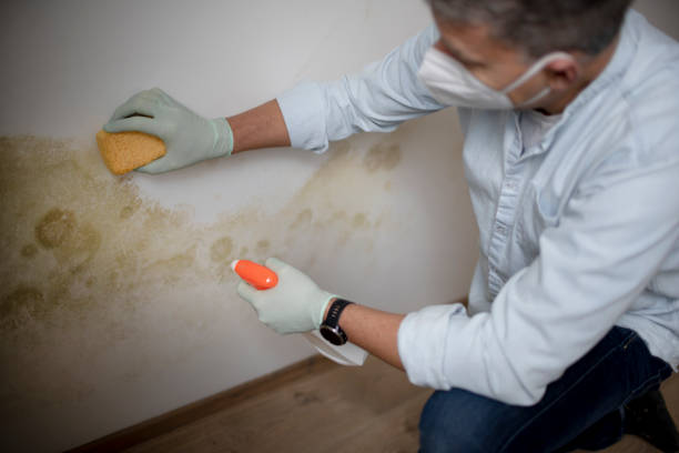 Best DIY Mold Remediation Support Services in Hoopa, CA